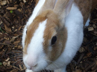 a natural picture of a rabbit