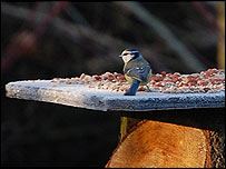 Blue tit on a feeding table