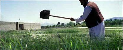 سلام اکا په خپل پټي کې کار کوي