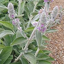Stachys byzantina 'Big Ears'