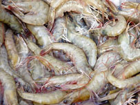 Governo americano impôs pesadas tarifas anti-dumping contra o Brasil