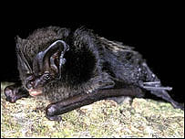 Barbastelle bat