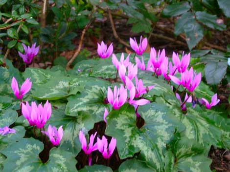 spetchley park in spring
