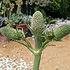 Eryngium agavifolium