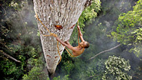 A Bayaka tribesman collects honey