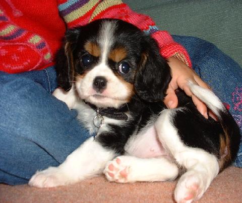 Disclaimer: THIS IS A KING CHARLES SPANIEL NOT A LABRADOR