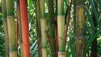 Bamboo