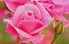 Pink rose