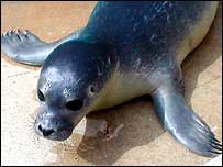 A seal pup