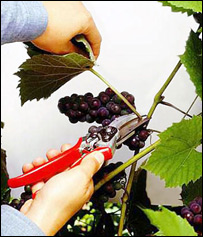 د انګور تاک خس و برګ