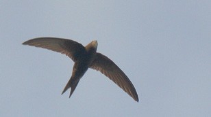 Swift by Mark Kilner