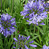 Agapanthus 'Blue Triumphator'
