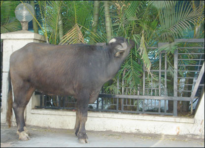 A cow on a city street