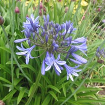 Agapanthus 'Midnight Blue'
