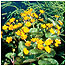 Marsh Marigold c/o Natural England