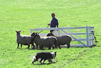 Treialon cŵn defaid