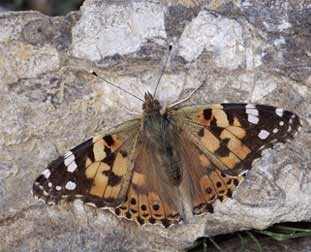 Painted Lady Butterfly from the Nature Picture Library