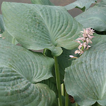 Hosta 'Big Mama'