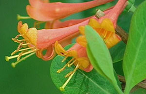 Honeysuckle