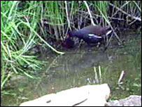 Moorhen