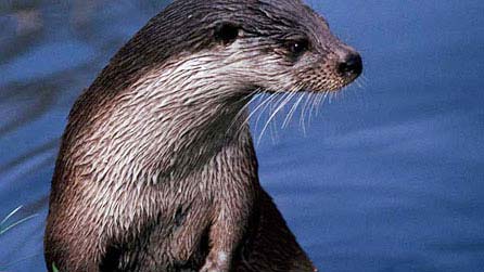 Otter
