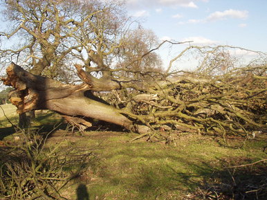 The fallen tree's arm