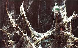 Untitled by Anne Hardy