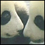 Pandas gêmeos