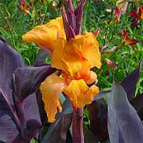 Canna 'Wyoming'