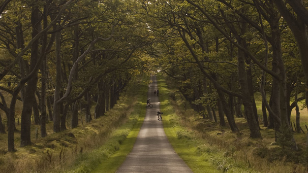 Cyclists and walkers beneath an avenue of trees