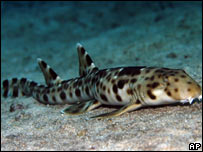 Nova espécie de tubarão 'epaulette' que 'anda' com as nadadeiras, descoberta na Indonésia.Foto Arquivo