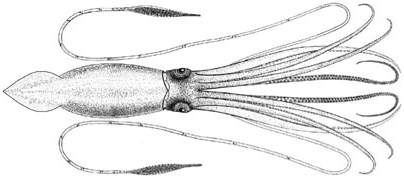 Giant squid, Architeuthis sp., modified from an illustration by A.E. Verrill, 1880