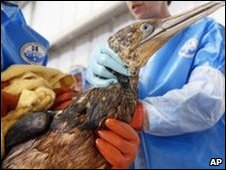 Voluntarios limpian ave contaminada con petróleo en Luisiana