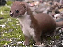 Weasel