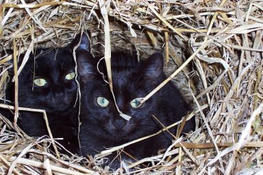 Brodgar on the left, King Tut on the right. Both snuggled inside of a straw pile on a cold winter morning.