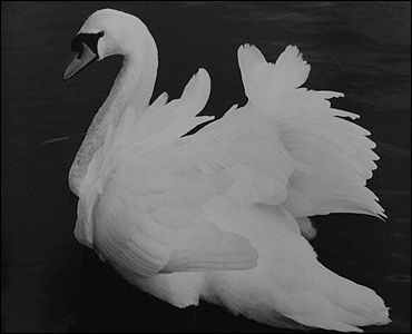 Abbotsbury Swannery - Sue Macpherson 