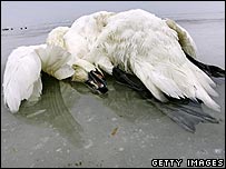 英国、法国、意大利均发现禽流感病毒