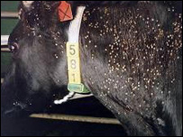 کنه در حيوانات