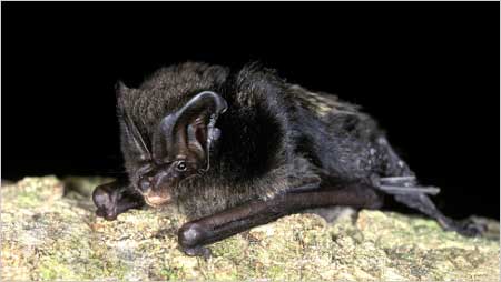 Barbastrelle c/o Bat Conservation Trust and Hugh Clark