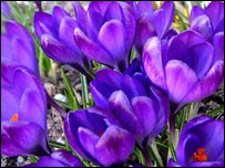 د زعفرانوکښت