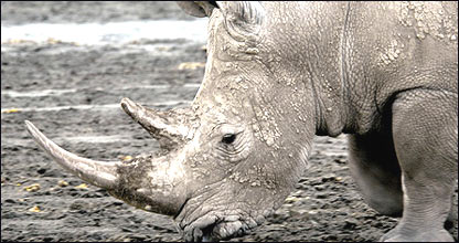 Tê giác (hình minh họa của BBC)