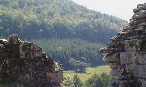 Picture of trees and ruins