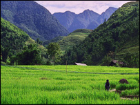 Cảnh đồng quê Việt Nam