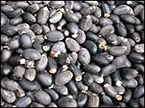 रतनजोत के बीज