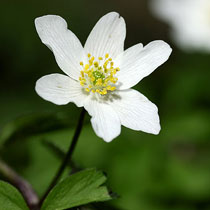 Wood anemone