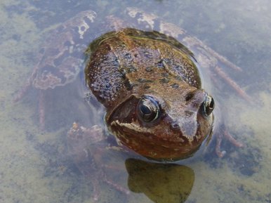 The Pond Toad