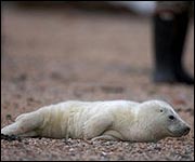 Seal pup