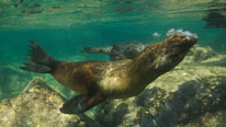 A Californian sea lion