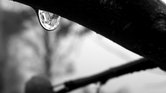 Rain Drop