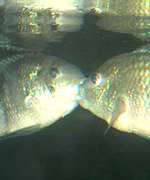 Fish at Prague ZooPhotos by Nathan Edoo - Arcadeia